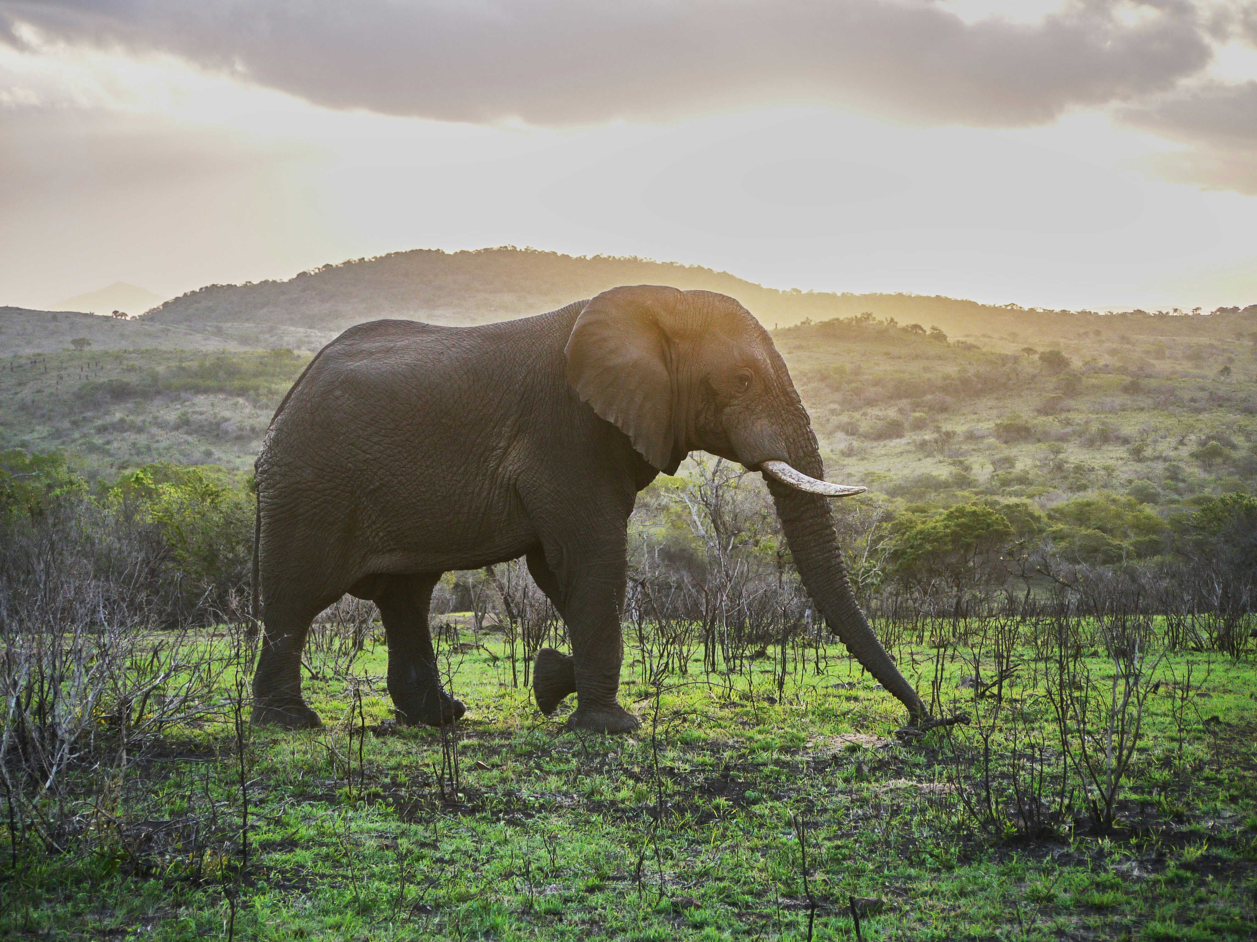 brown elephant on green grass field during daytime